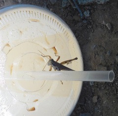 Melanoplus angustipennis