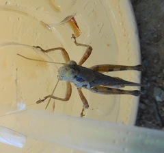Melanoplus angustipennis