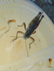 Melanoplus angustipennis