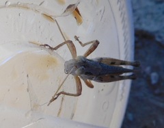 Melanoplus angustipennis