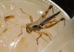 Melanoplus angustipennis