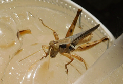 Melanoplus angustipennis