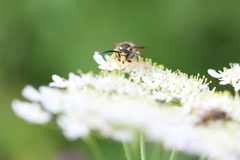 Dolichovespula sylvestris