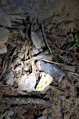 Cochlostoma septemspirale