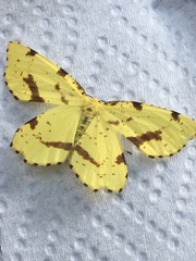 Xanthotype urticaria