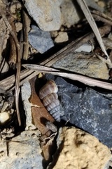 Cochlostoma septemspirale