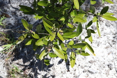 Persea humilis image