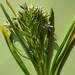 Ornithogalum cuspidatum - Photo (c) יאיר אור, some rights reserved (CC BY-NC-SA), uploaded by יאיר אור