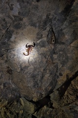 Euscorpius