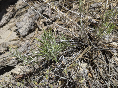 Ericameria nauseosa bernardina