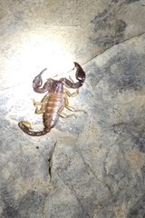 Euscorpius