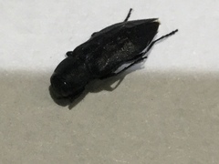 Melanophila acuminata