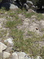 Lupinus hyacinthinus