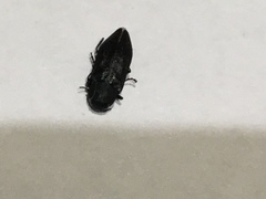 Melanophila acuminata