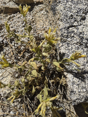 Silene parishii