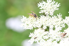 Dolichovespula sylvestris