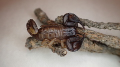 Euscorpius