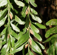Tmesipteris obliqua