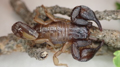 Euscorpius