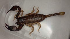Euscorpius