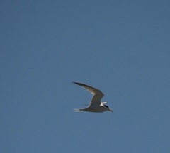 Sternula antillarum browni