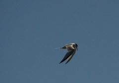 Sternula antillarum browni