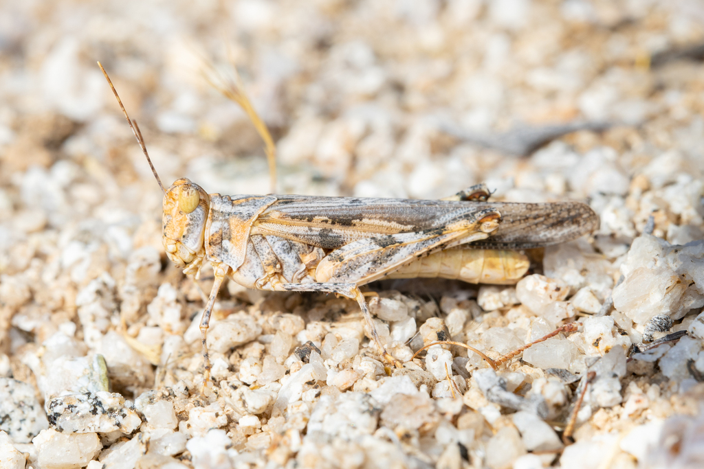 White-lined Grasshopper
