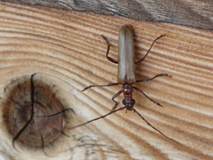 Centrodera decolorata
