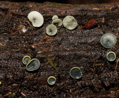 Chlorosplenium