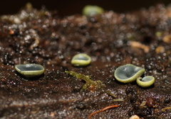 Chlorosplenium