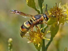 Euodynerus hidalgo viereckii
