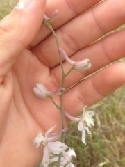 Delphinium gypsophilum