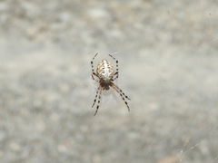 Araneus annulipes