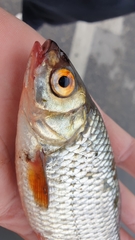 Rutilus rutilus