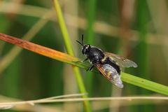 Stratiomys singularior