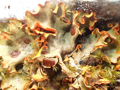 Solorina crocea