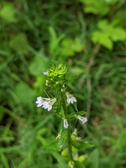 Lobelia inflata