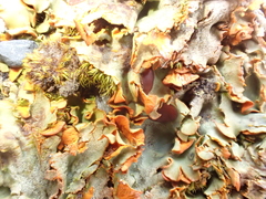 Solorina crocea
