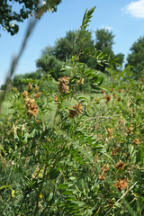 Glycyrrhiza lepidota