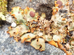 Solorina crocea