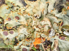 Solorina crocea