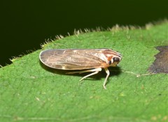 Synecdoche impunctata