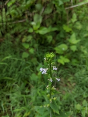 Lobelia inflata