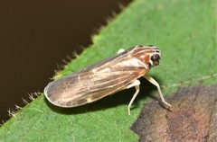 Synecdoche impunctata