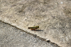 Gastrimargus marmoratus