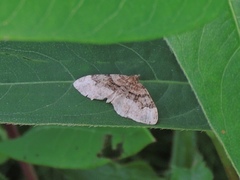 Xanthorhoe lacustrata