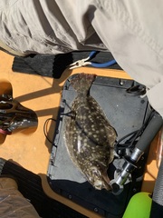 Paralichthys lethostigma