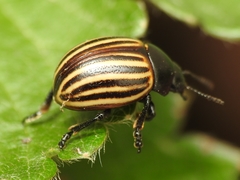 Leptinotarsa melanothorax