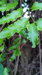 Lygodium reticulatum