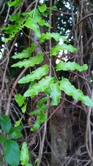 Lygodium reticulatum